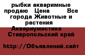 рыбки акваримные продаю › Цена ­ 30 - Все города Животные и растения » Аквариумистика   . Ставропольский край